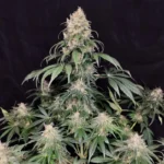 BUDDHA SEEDS - MEDIKIT FEM | BLISTER 1x10 SEMI