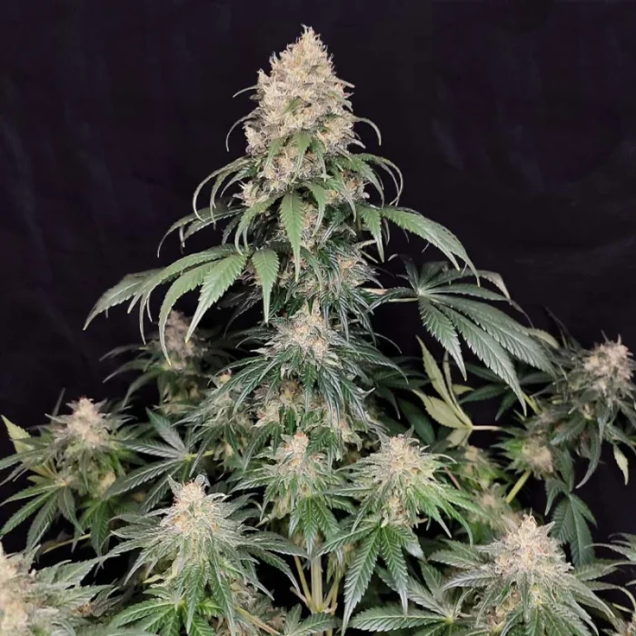 BUDDHA SEEDS - MEDIKIT FEM | BLISTER 1x10 SEMI - immagine 1