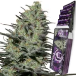 BUDDHA SEEDS - MORPHEUS FEM | BLISTER 1x10 SEEDS