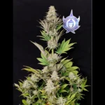 BUDDHA SEEDS - MORPHEUS FEM | BLISTER 1x10 SEEDS - Image 2