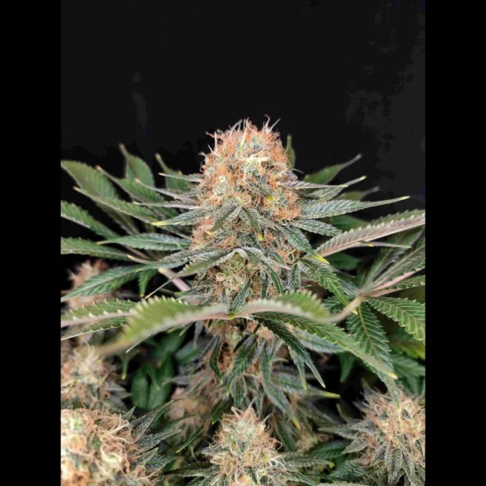 BUDDHA SEEDS - PANAKEIA HIGH TERPENS CBG FEM - immagine 1