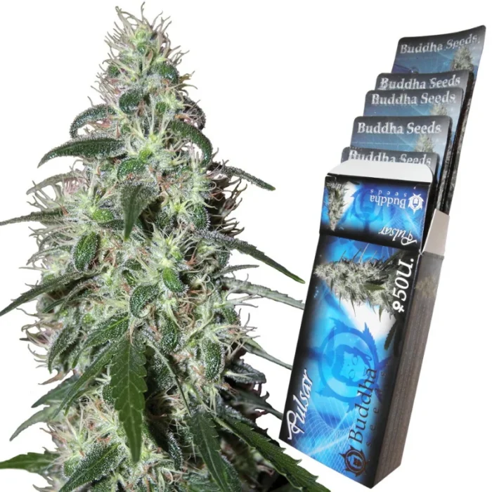 BUDDHA SEEDS - PULSAR FEM | BLISTER 1x10 SEMI - immagine 1