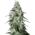 BUDDHA SEEDS - PULSAR FEM | BLISTER 1x10 SEMI - immagine 2