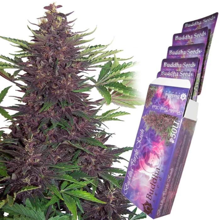 BUDDHA SEEDS - PURPLE KUSH AUTO FEM - immagine 1