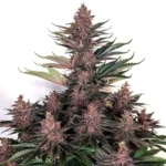 BUDDHA SEEDS - PURPLE KUSH FEM (NO CAR)