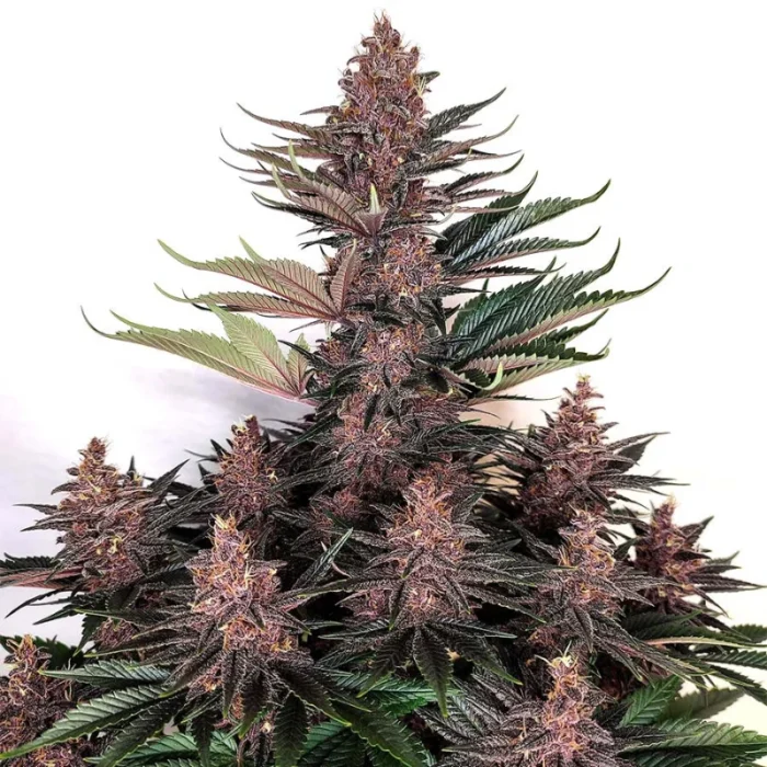 BUDDHA SEEDS - PURPLE KUSH FEM (NO CAR) - Image 1