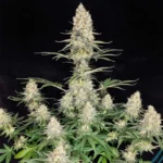 BUDDHA SEEDS - QUASAR FEM | BLISTER 1x10 SEMI