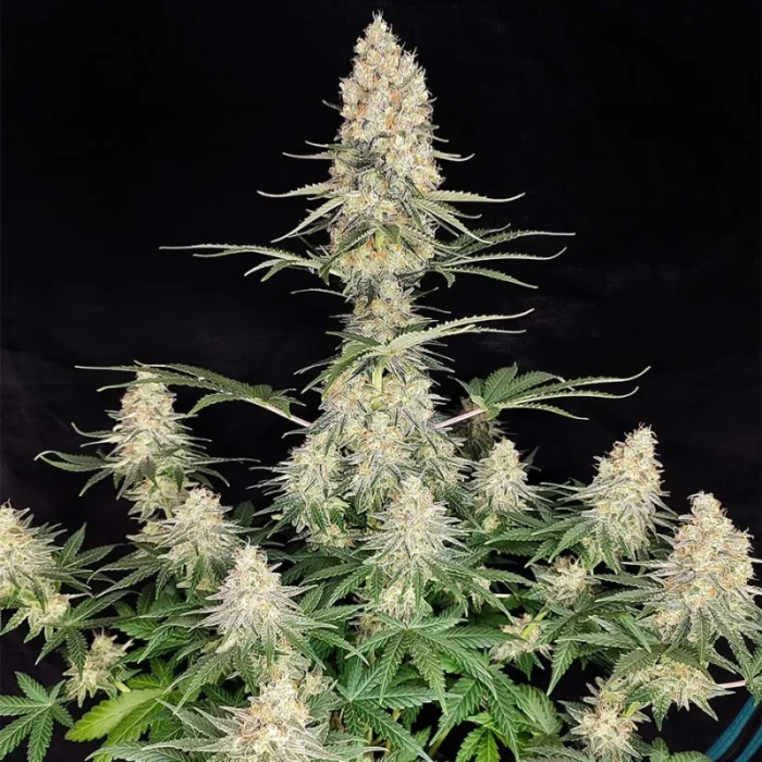 BUDDHA SEEDS - QUASAR FEM | BLISTER 1x10 SEMI - immagine 1