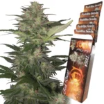 BUDDHA SEEDS - RED DWARF AUTO FEM | BLISTER 1x10 SEMI
