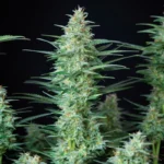 BUDDHA SEEDS - RED DWARF AUTO FEM | BLISTER 1x10 SEMI - immagine 2
