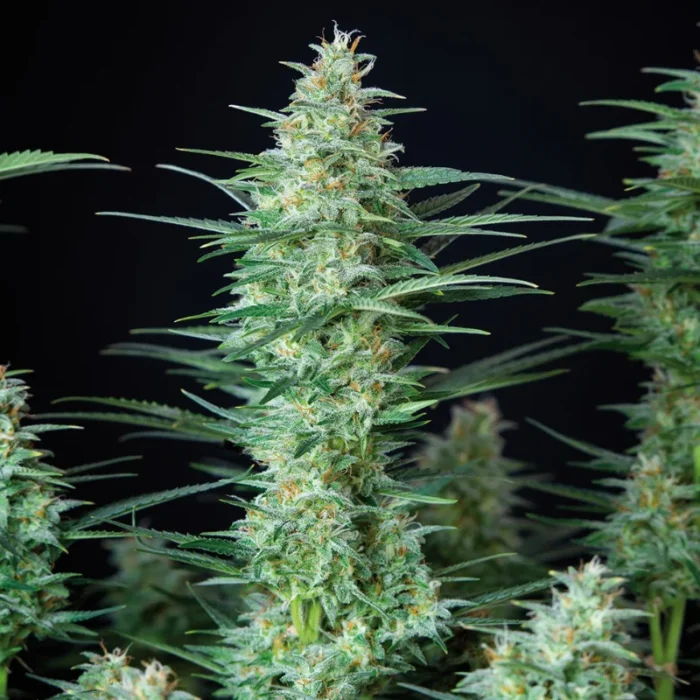 BUDDHA SEEDS - RED DWARF AUTO FEM | BLISTER 1x10 SEMI - immagine 2