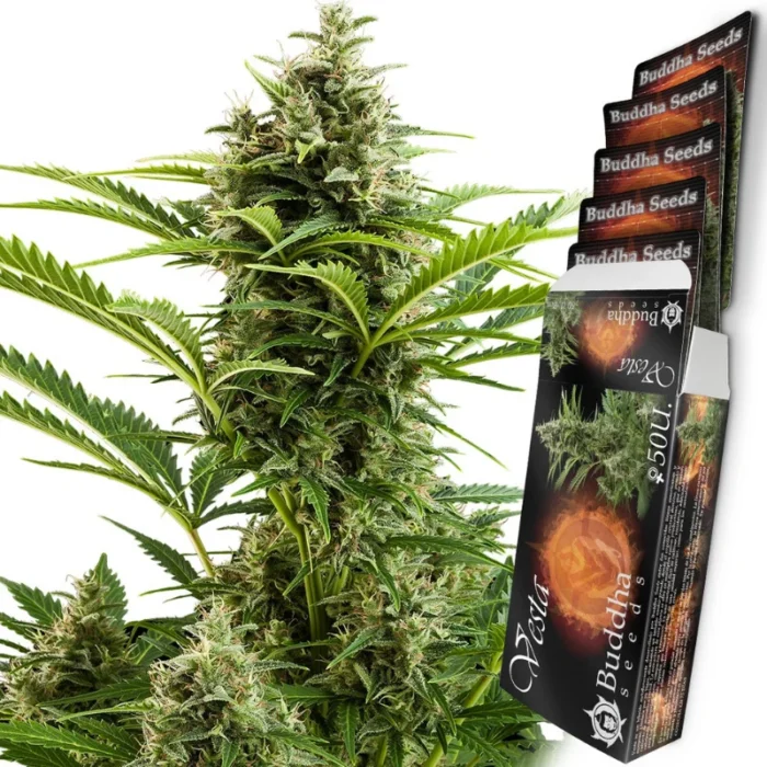 BUDDHA SEEDS - VESTA AUTO FEM | BLISTER 1x10 SEMILLAS - Imagen 1