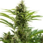 BUDDHA SEEDS - VESTA AUTO FEM | BLISTER 1x10 SEMILLAS - Imagen 2