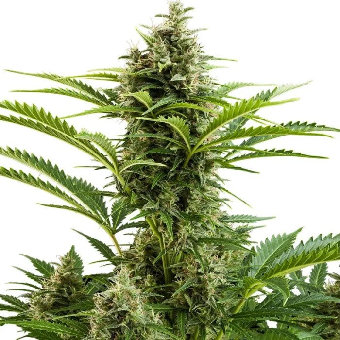 BUDDHA SEEDS - VESTA AUTO FEM | BLISTER 1x10 SEMILLAS - Imagen 2