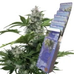 BUDDHA SEEDS - WHITE DWARF AUTO FEM | BLISTER 1x10 SEEDS