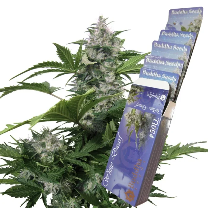 BUDDHA SEEDS - WHITE DWARF AUTO FEM | BLISTER 1x10 SEEDS – Bild 1
