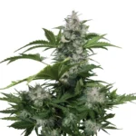BUDDHA SEEDS - WHITE DWARF AUTO FEM | BLISTER 1x10 SEEDS – Bild 2