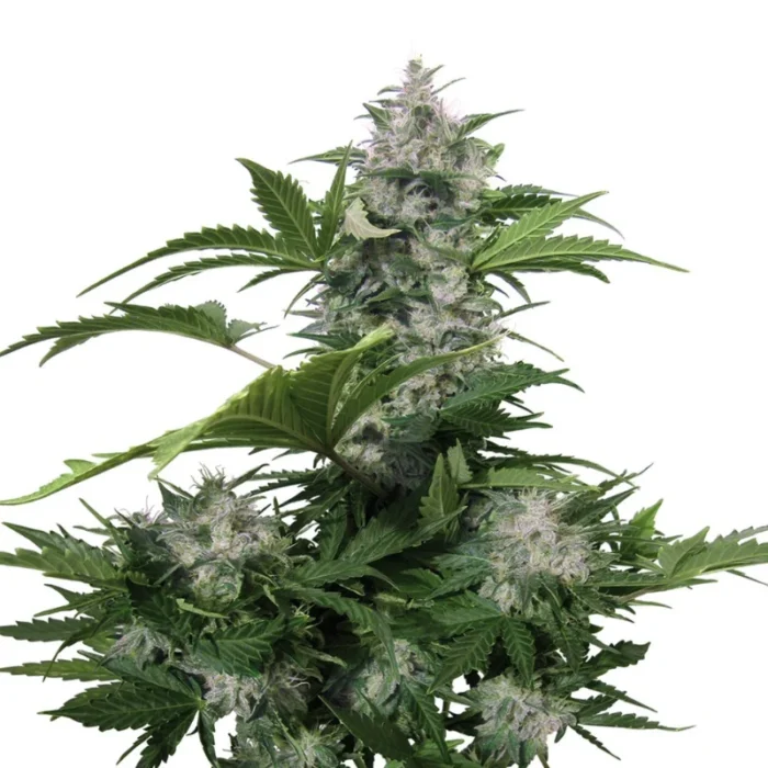 BUDDHA SEEDS - WHITE DWARF AUTO FEM | BLISTER 1x10 SEEDS – Bild 2