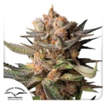 DUTCH PASSION - AUTO FROZEN BISCUITS FEM