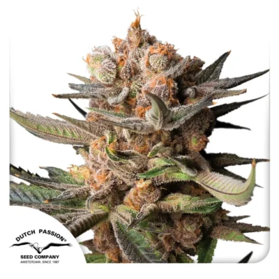 DUTCH PASSION - AUTO FROZEN BISCUITS FEM - immagine 1