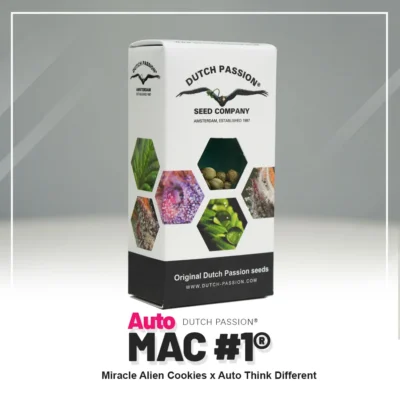 DUTCH PASSION - AUTO MAC #1 FEM – Image 2