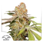 DUTCH PASSION - AUTO MAC #1 FEM