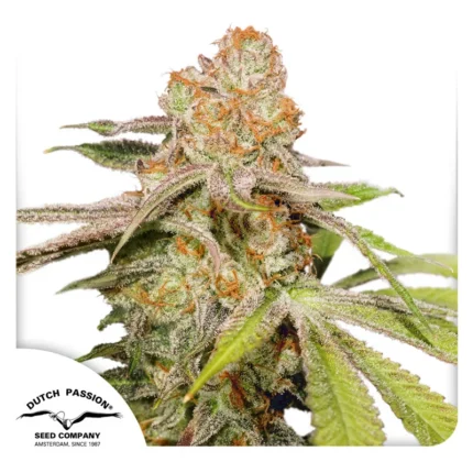 DUTCH PASSION - AUTO MAC #1 FEM