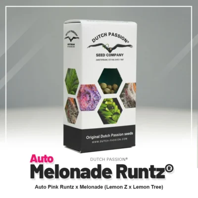 HOLLÄNDISCHE LEIDENSCHAFT - AUTO MELONADE RUNTZ FEM – Bild 2