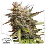 DUTCH PASSION - AUTO MELONADE RUNTZ FEM