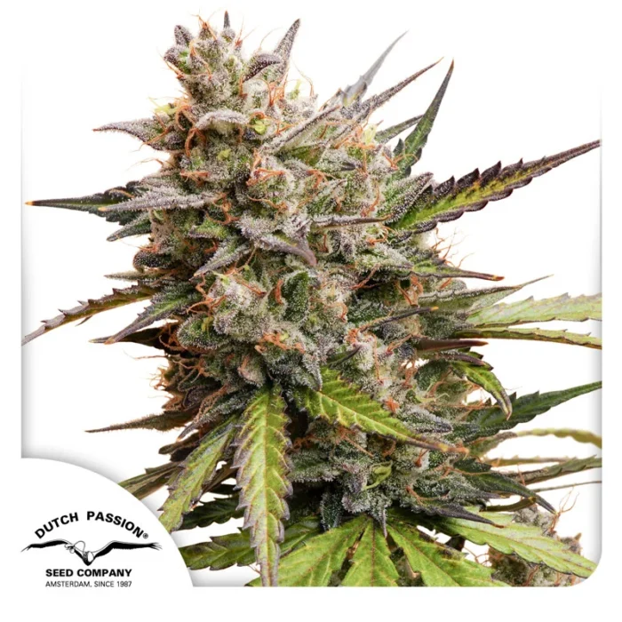 DUTCH PASSION - AUTO MELONADE RUNTZ FEM – Image 1