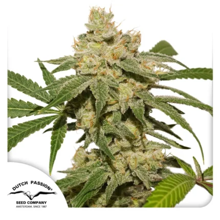 DUTCH PASSION - AUTO OH MY GUSHER FEM