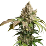 DUTCH PASSION - AUTO RED TROPICANA COOKIES FEM