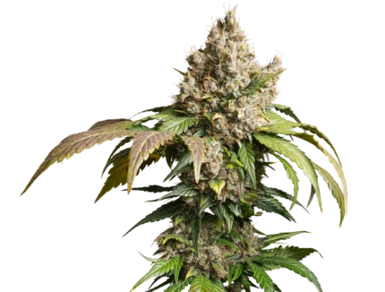 DUTCH PASSION - AUTO RED TROPICANA COOKIES FEM