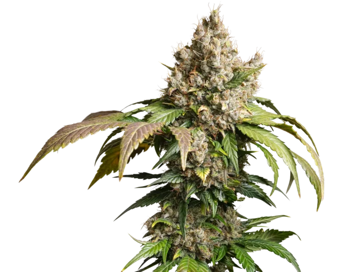 DUTCH PASSION - AUTO RED TROPICANA COOKIES FEM – Image 1