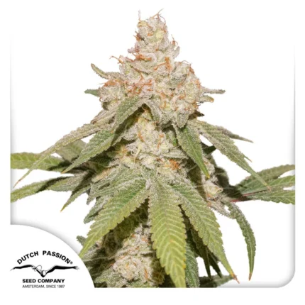 DUTCH PASSION - AUTO SFV OG FEM