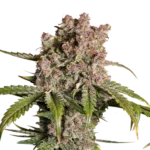 DUTCH PASSION - AUTO STRAWBERRY SODA FEM