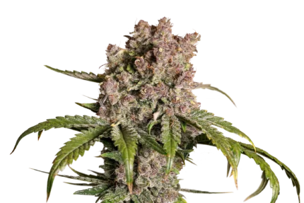 DUTCH PASSION - AUTO STRAWBERRY SODA FEM
