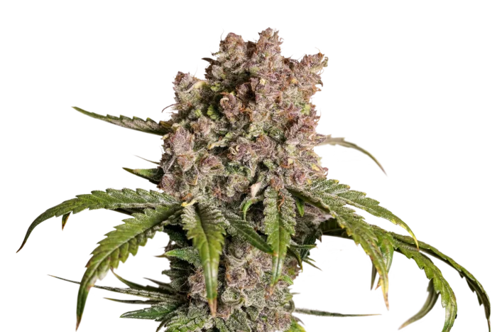 DUTCH PASSION - AUTO STRAWBERRY SODA FEM - Imagen 1