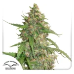 DUTCH PASSION - CBD AUTO COMPASSION LIME FEM Disponible hasta fin de existencias