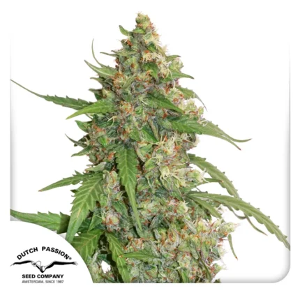 DUTCH PASSION - CBD AUTO COMPASSION LIME FEM Disponible dans la limite des stocks disponibles.
