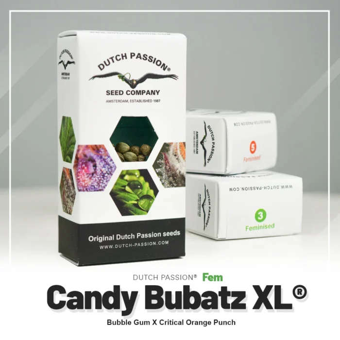 DUTCH PASSION - CANDY BUBATZ XL FEM - Imagen 2