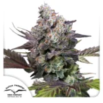 DUTCH PASSION - CANDY BUBATZ XL FEM