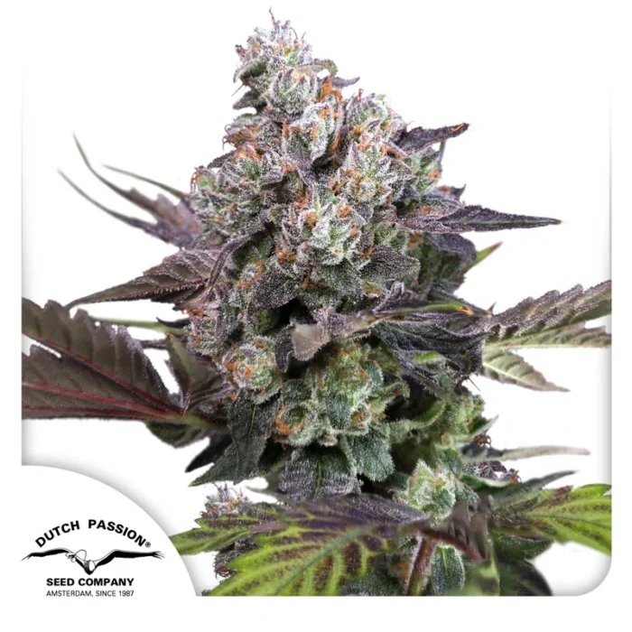 DUTCH PASSION - CANDY BUBATZ XL FEM - Imagen 1