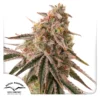 DUTCH PASSION - FROZEN BISCOTTI FEM