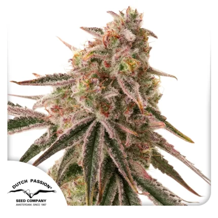 DUTCH PASSION - GALLETAS FEM CONGELADAS