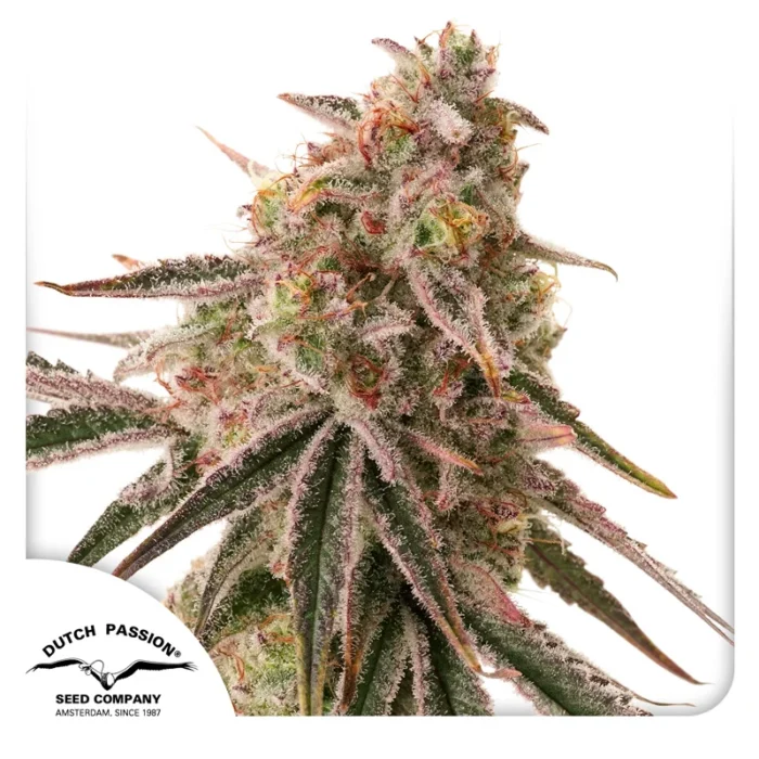 DUTCH PASSION - GALLETAS FEM CONGELADAS - Imagen 1