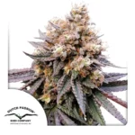 DUTCH PASSION - GMO FAST FEM