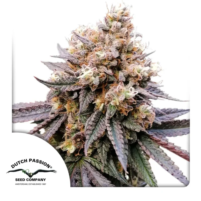 DUTCH PASSION - GMO FAST FEM - Image 1