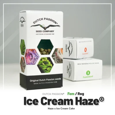 DUTCH PASSION - ICE CREAM HAZE REG | 10 SEMILLAS - Imagen 2