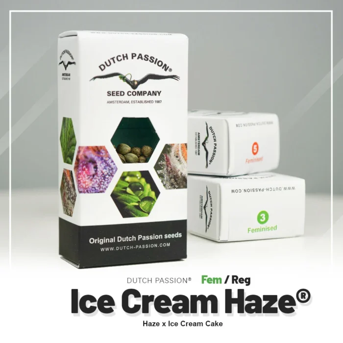 DUTCH PASSION - ICE CREAM HAZE REG – Image 2
